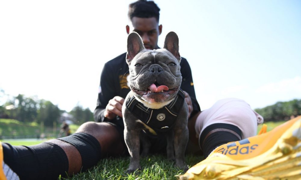 Happy National Dog: Here are the 14/10-rated pups from around the sports world