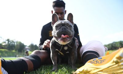 Happy National Dog: Here are the 14/10-rated pups from around the sports world