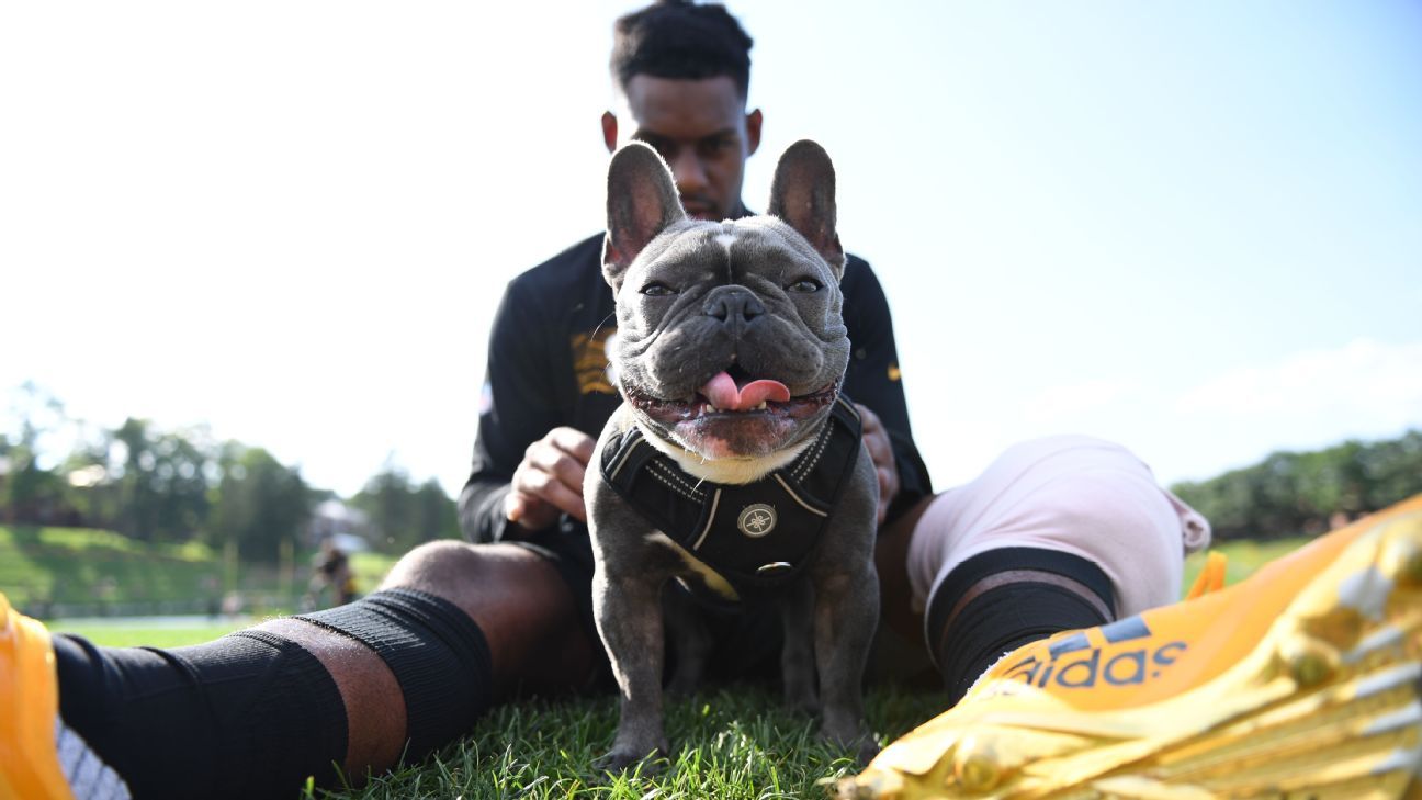 Happy National Dog: Here are the 14/10-rated pups from around the sports world