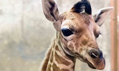 Meet 'Ja Raffe' the baby giraffe taking his name from Grizzlies star Ja Morant