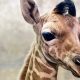 Meet 'Ja Raffe' the baby giraffe taking his name from Grizzlies star Ja Morant