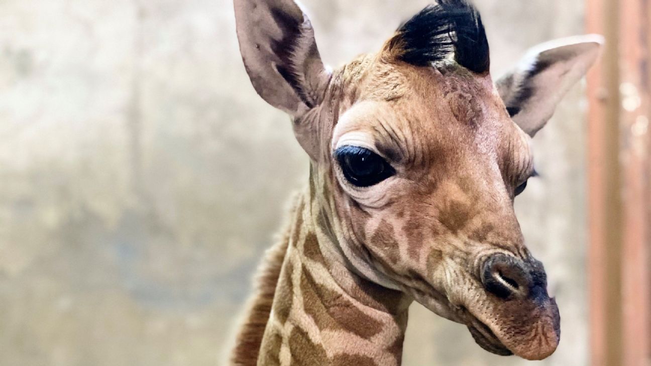 Meet 'Ja Raffe' the baby giraffe taking his name from Grizzlies star Ja Morant