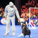 How Tyrese Maxey went from the hardwood to the 2025 National Dog Show
